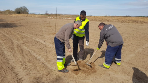 Plantaci&oacute;n de nogales en Fusti&ntilde;ana