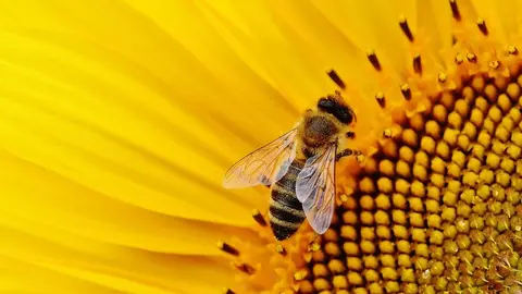 Una abeja en un girasol