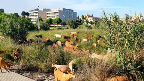 Cabras y ovejas eliminan las malas hierbas en los grandes solares de Corella