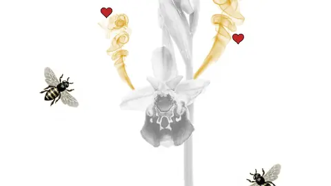 Orqu&iacute;deas