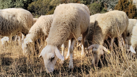 Ovejas pastoreo ganader&iacute;a