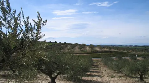 Olivar en Navarra, olivos