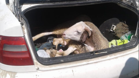 Cordero encontrado vivo en el maletero