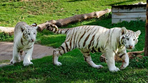 Tigres blancos en Sendaviva