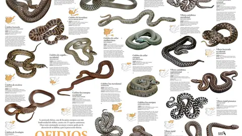 Ofidios de la pen&iacute;nsula ib&eacute;rica (Jos&eacute; R. Castell&oacute;)