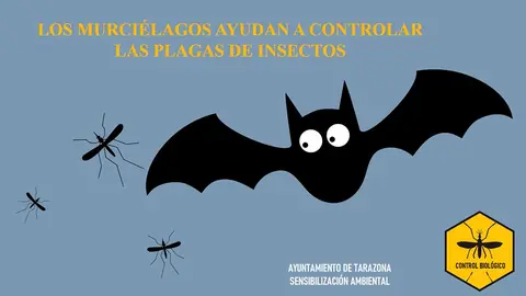 Los murci&eacute;lagos ayundan a controlar las plagas de insectos