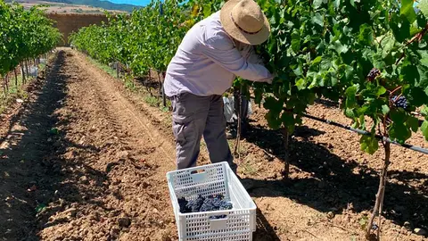 vendimia bodega uva vino vid