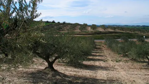Olivar en Navarra oliva trujal