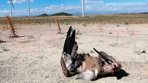 El cad&aacute;ver de un buitre encontrado en la base de un aerogenerador