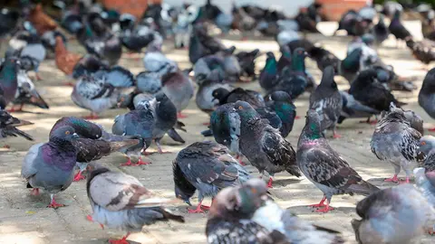 palomas p&aacute;jaros calles ciudad 1
