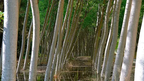 chopo chopera bosque madera &aacute;rboles