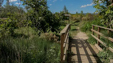 Paseo hasta la laguna de la Isla del R&iacute;o Arag&oacute;n en Marcilla