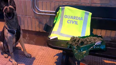 Un perro de la Guardia Civil con la marihuana incautada