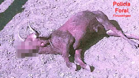 Uno de los animales muerto
