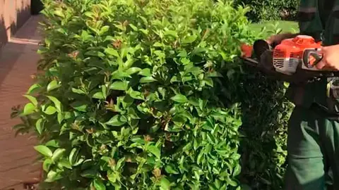 plantas