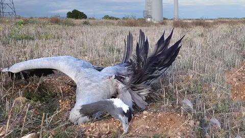 Cad&aacute;ver de una grulla en una central e&oacute;lica