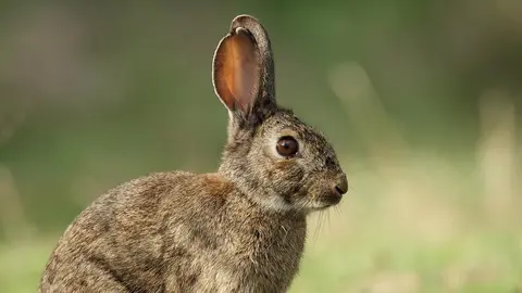 conejo