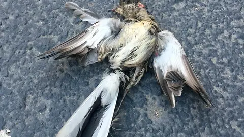 P&aacute;jaro aplastado en el asfalto