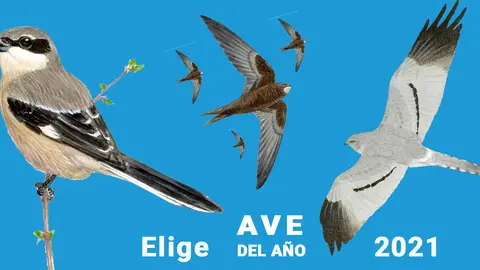 El Aguilucho cenizo, el Alcaud&oacute;n real y el Vencejo com&uacute;n optan a ser Ave del A&ntilde;o 2021