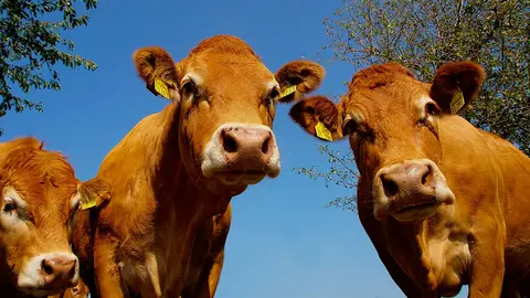 vaca carne res ganado ganader&iacute;a