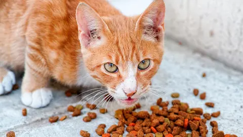gato gatito comida pienso