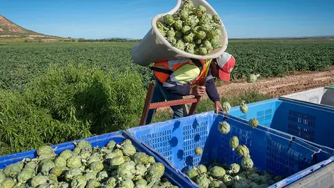 Recolecci&oacute;n en un campo de alcachofas