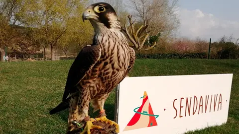 Halc&oacute;n peregrino, Novedad Exhibici&oacute;n 2021