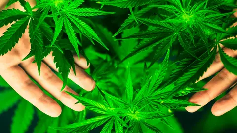 cannabis marihuana weed