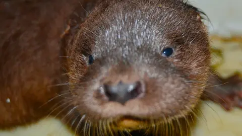 Nutria 3