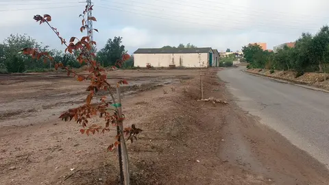 Paseo de los Olmos