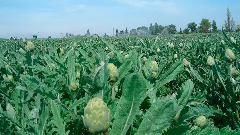 Con menor superficie cultivada, ha aumentado la cantidad de producto a comercializar
