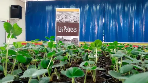 Las Pedrosas ha participado en un proyecto para medir la calidad del aire