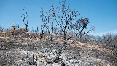 Incendio en el Vedado de Eguaras
