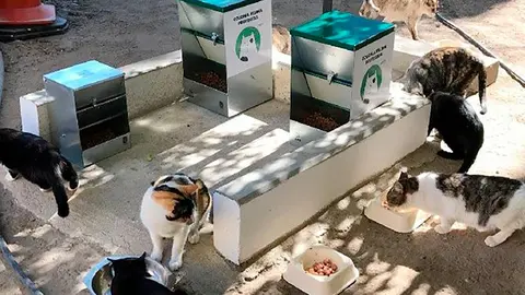 Control de gatos en Corella