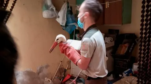 Cig&uuml;e&ntilde;a salvada en Cortes