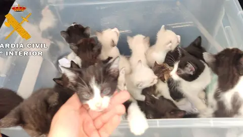Abandono gatitos