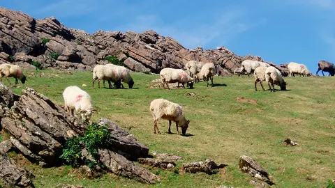 Un reba&ntilde;o de ovejas pastando en los campos navarros
