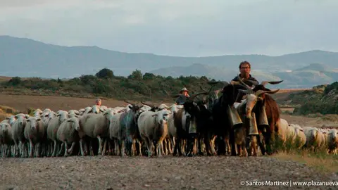 Trashumancia de las Bardenas 11