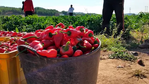 Recolecci&oacute;n de Pimiento del Piquillo de Lodosa