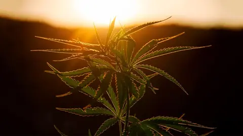 cannabis