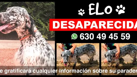 El animal responde al nombre de Elo y es una setter inglesa gris y blanca