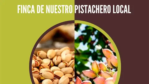 Visita a un pistachero local de Falces