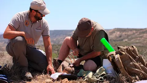 Marcaje en julio de uno de los de quince pollos volantones de buitre leonado (Gyps fulvus) nacidos en el Parque Natural y Reserva de la Biosfera de Bardenas Reales
