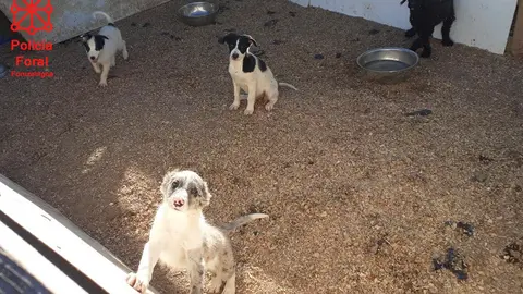 Imagen de algunos cachorros localizados en el criadero ilegal