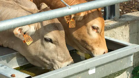 vacas agua bebiendo animal granja