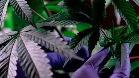 El CBD y Medterra como marca l&iacute;der de bienestar 1