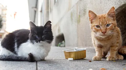 gatos callejeros colonias felinas