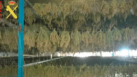 Plantaci&oacute;n cannabis Artajona 3