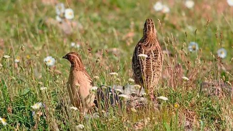Coturnix codorniz