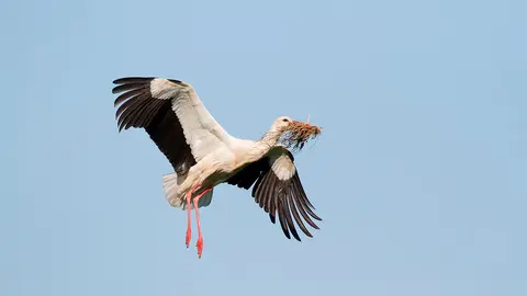 censo cigue&ntilde;as blanca